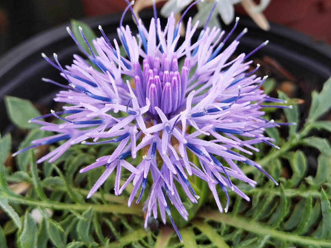 Carduncellus mitissimus